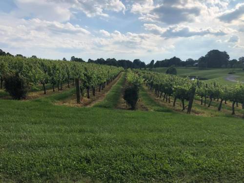 A scenic vineyard with rows of grapevines under a partly cloudy sky and green grass in the foreground.