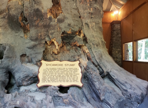 A large sycamore tree stump displayed indoors, with an informational plaque about its history.