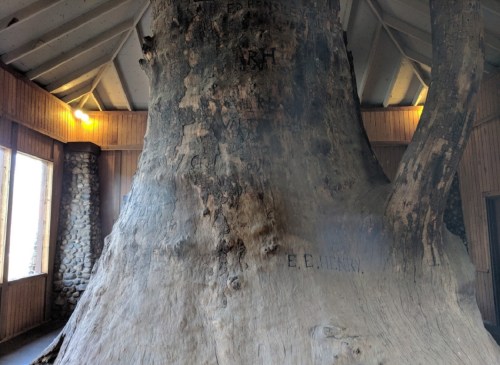 A large tree trunk inside a building, with various carvings and markings on its surface. Soft lighting illuminates the space.
