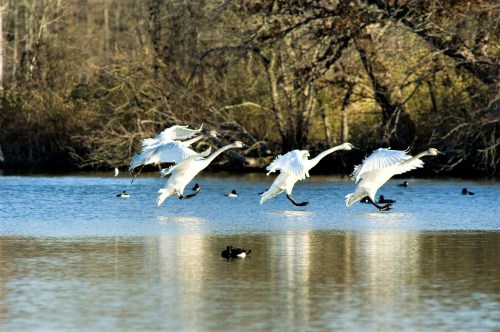 A group of white birds flying over a calm lake, with ducks swimming in the background and trees lining the shore.