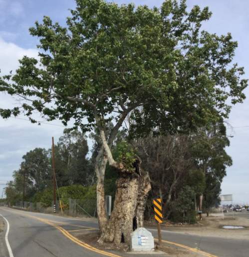 A large tree with a thick trunk stands near a road, surrounded by greenery and a cloudy sky.