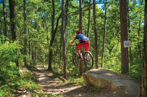 A mountain biker jumps off a rock on a forest trail, surrounded by tall trees and greenery.