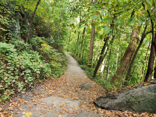 A winding path through a lush green forest, lined with rocks and scattered autumn leaves.