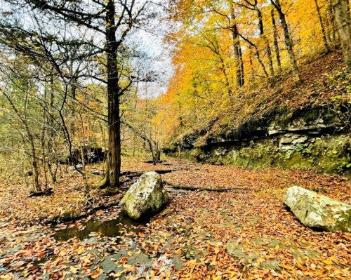 A serene forest scene with autumn foliage, rocky terrain, and a small stream surrounded by colorful leaves.