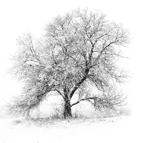 A solitary tree covered in snow, set against a white, wintry landscape.