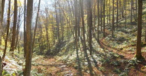 View through the woods with just a hint of fall foliage in Pennsylvania.