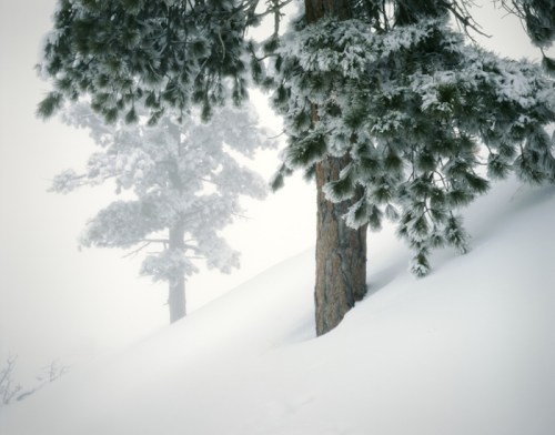 A snowy landscape featuring tall pine trees partially obscured by fog.