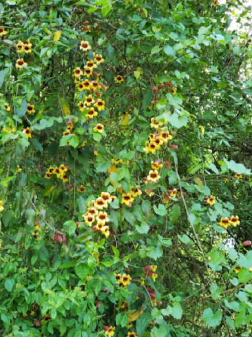 A lush green backdrop filled with vibrant yellow and black flowers climbing a tree.