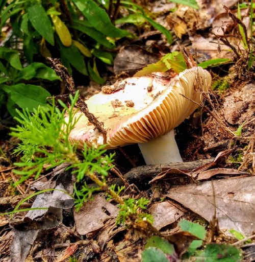 A close-up of a mushroom growing among fallen leaves and greenery in a forest setting.