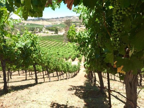 A scenic vineyard with rows of grapevines and clusters of green grapes, set against a sunny landscape.