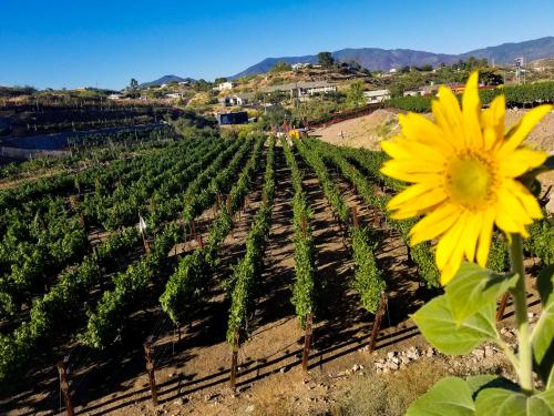 A vibrant sunflower in the foreground with lush vineyards and mountains in the background under a clear blue sky.