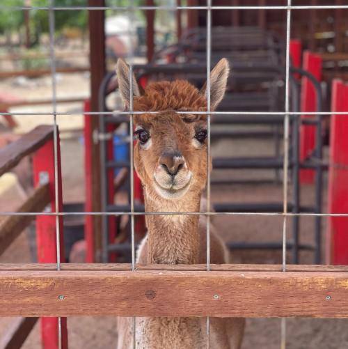 A close-up of a llama's face peering through a wooden fence in a barn setting.