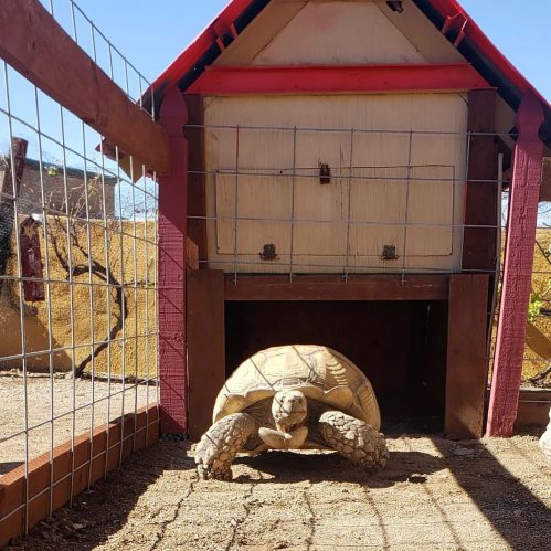 A tortoise in front of a small wooden shelter, surrounded by a fenced area and gravel ground.