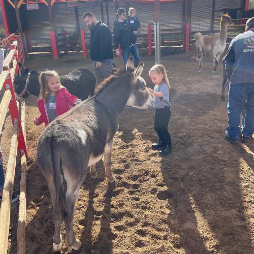 Children interacting with a donkey in a barn, with adults nearby and a rustic setting.