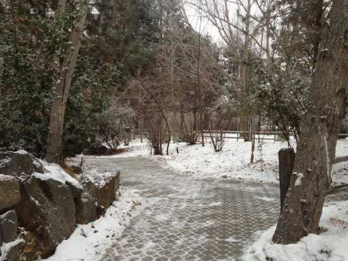 A snowy pathway winding through a forested area with trees and shrubs on either side.