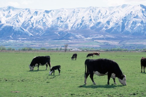 Cows grazing in a green field with snow-capped mountains in the background.