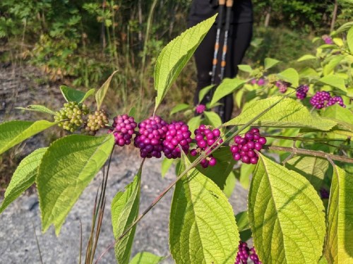 Clusters of vibrant purple berries on green leaves, with a blurred figure in the background.