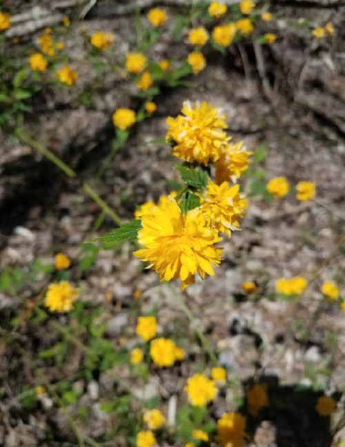 A cluster of bright yellow flowers surrounded by green leaves, set against a blurred natural background.