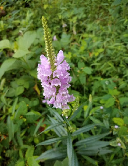 A tall spike of pink flowers surrounded by green foliage in a natural setting.