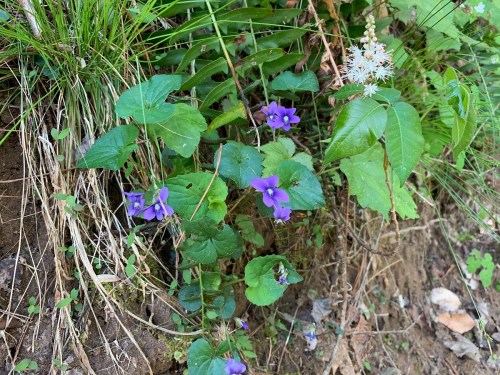 A cluster of purple flowers surrounded by green leaves and grass, growing on a dirt patch.