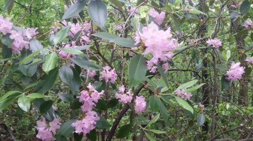 A close-up of pink flowers blooming among green leaves in a lush, wooded area.