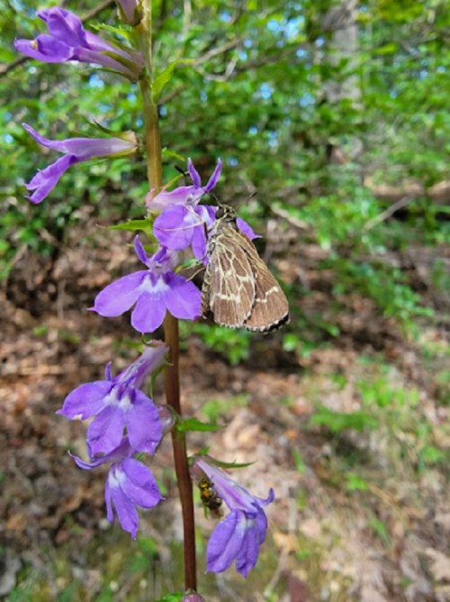 A butterfly rests on vibrant purple flowers in a lush, green natural setting.