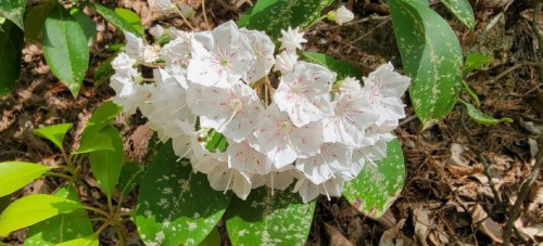 A cluster of white flowers with pink accents surrounded by green leaves on a forest floor.