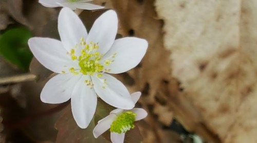 A close-up of delicate white flowers with yellow-green centers, surrounded by brown leaves.