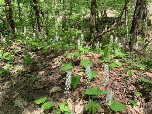 A forest scene with green foliage and clusters of white flowers growing among fallen leaves near a stream.