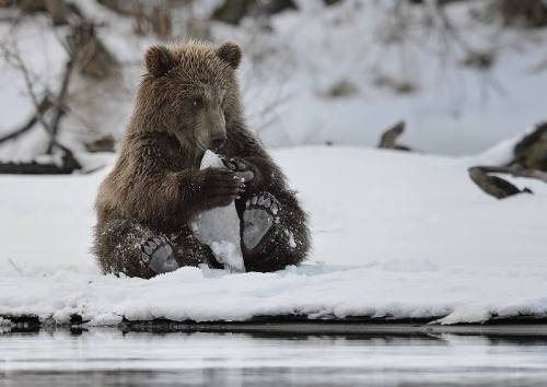 A brown bear sitting on snow, holding a piece of ice, with a serene winter landscape in the background.