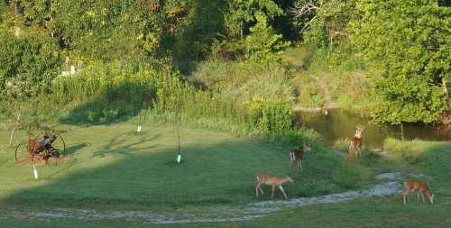 A serene landscape with deer grazing near a stream, surrounded by lush greenery and wildflowers.