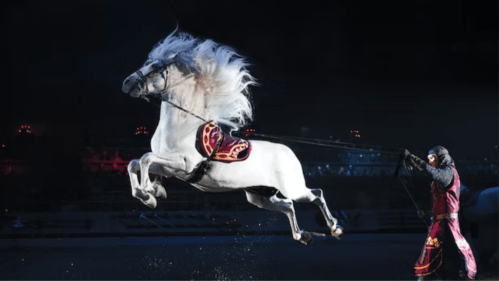 A white horse leaps gracefully while being guided by a person in traditional attire against a dark background.