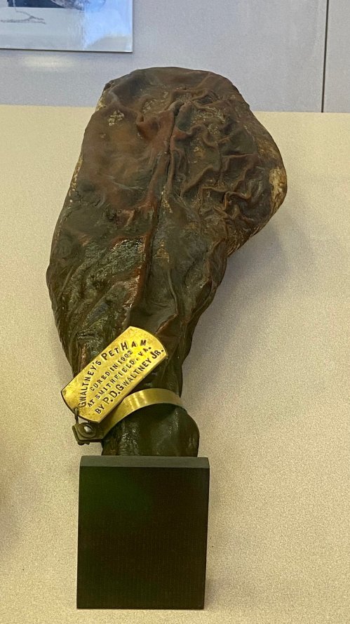 A preserved specimen resembling a leg, displayed on a stand with a label attached.