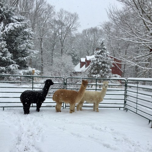 Three alpacas stand in a snowy yard, surrounded by trees and a red house in the background. Snowflakes are falling.