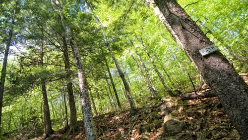 A lush green forest with tall trees and a sign labeled "Path" on a tree trunk, indicating a trail through the woods.