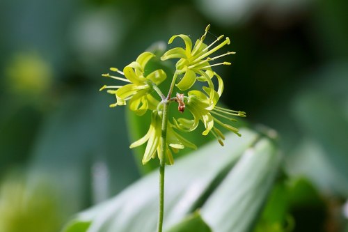 A close-up of a delicate green flower with slender petals and long stamens, set against a blurred green background.