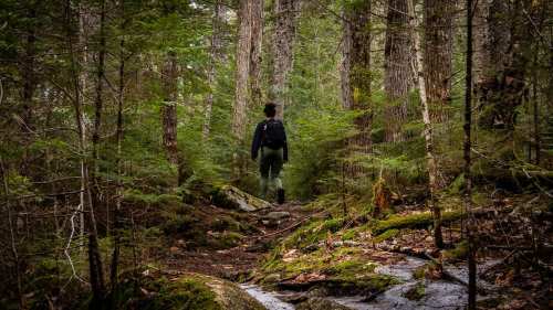 A person walks along a rocky trail through a lush, green forest, surrounded by tall trees and underbrush.