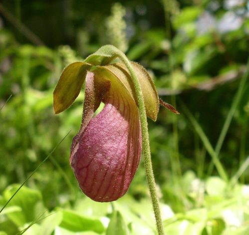 A close-up of a pink and green lady's slipper orchid in a natural setting, surrounded by greenery.
