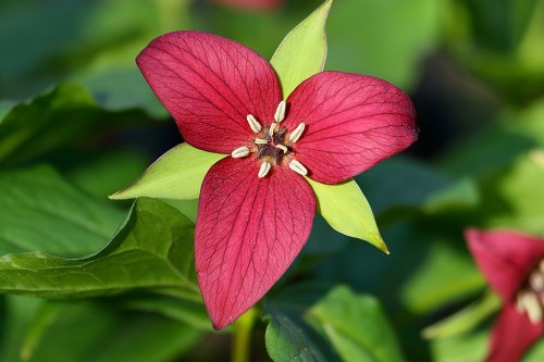 A vibrant red flower with green tips and prominent stamens, surrounded by lush green leaves.