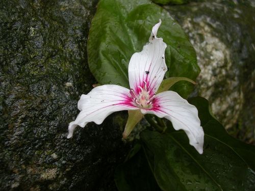 A delicate white flower with pink accents, surrounded by green leaves and resting on a rocky surface.
