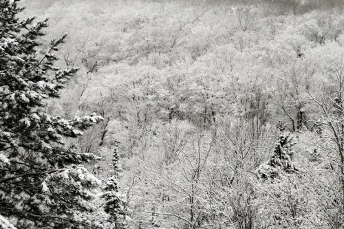 A snowy forest landscape with trees blanketed in white, creating a serene winter scene.