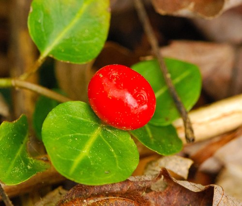 A bright red berry resting on green leaves, surrounded by brown foliage.