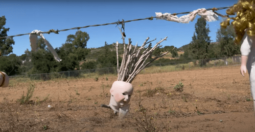 A doll's head with sticks for hair hangs on a clothesline, surrounded by a barren landscape and trees in the background.
