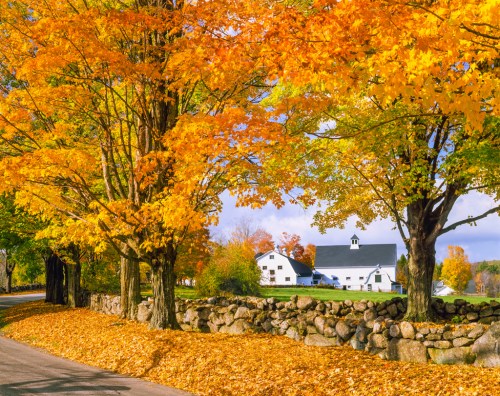 A scenic autumn landscape featuring vibrant orange trees, a white barn, and a stone wall along a quiet road.