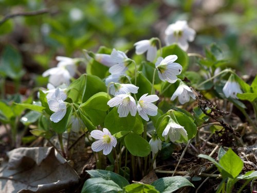 A cluster of delicate white flowers with green leaves, growing among fallen leaves on the forest floor.