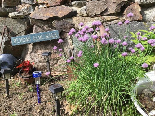 A garden scene featuring purple chives, a "Worms for Sale" sign, and decorative solar lights against a stone wall.