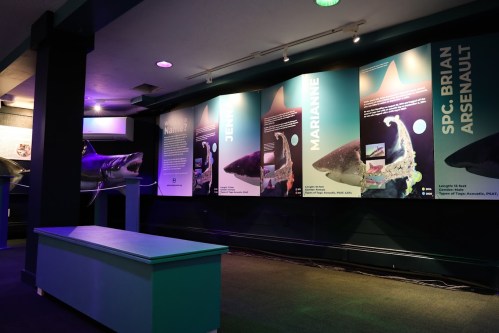 Exhibit featuring shark displays and informational panels in a dimly lit museum setting.