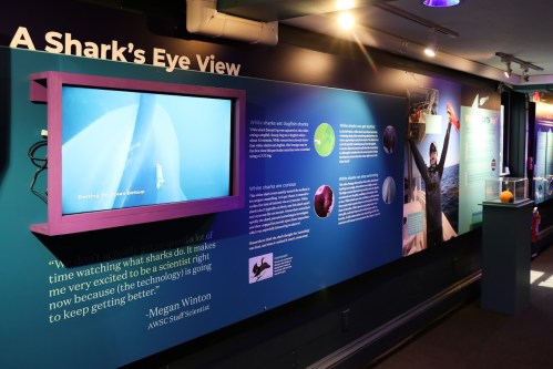 Exhibit wall featuring a TV screen and informational panels about sharks and marine science.