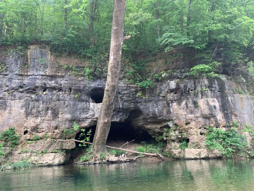 A rocky cliff with a tree growing from it, surrounded by lush greenery and reflecting in calm water below.