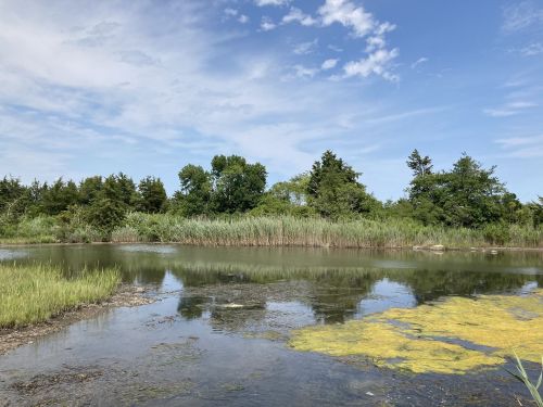 A serene landscape featuring a calm water body surrounded by lush greenery and blue skies with scattered clouds.